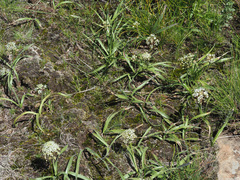 Schizocarphus nervosus