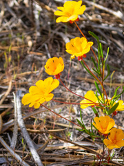 Hibbertia stellaris