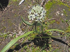 Schizocarphus nervosus