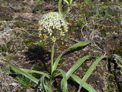 Schizocarphus nervosus