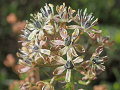 Schizocarphus nervosus