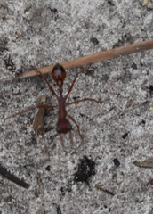 Myrmecia nigriscapa