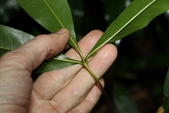 Rutaceae
