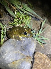 Ranoidea lesueuri