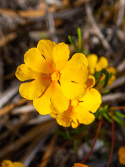 Hibbertia stellaris