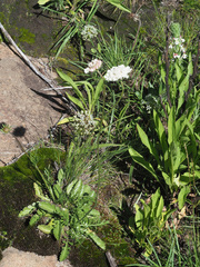 Schizocarphus nervosus