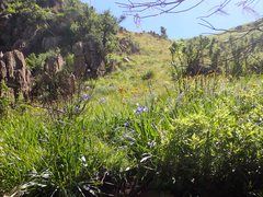 Agapanthus campanulatus