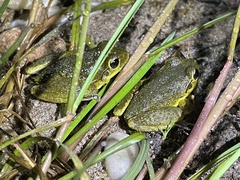 Ranoidea lesueuri