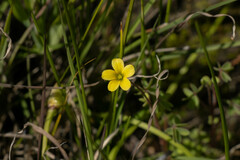 Oxalis perennans