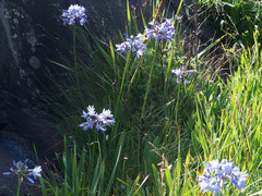 Agapanthus campanulatus