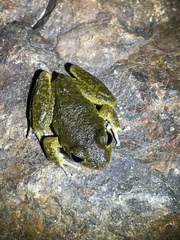 Ranoidea lesueuri