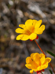 Hibbertia stellaris