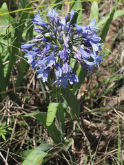 Agapanthus campanulatus