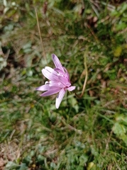 Scorzonera rosea