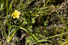 Oxalis perennans