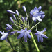 Bell Agapanthus - Photo (c) Felix Riegel, some rights reserved (CC BY-NC), uploaded by Felix Riegel