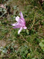 Scorzonera rosea