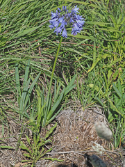 Agapanthus campanulatus