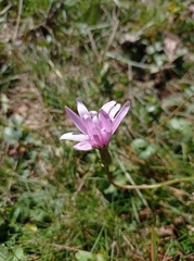 Scorzonera rosea
