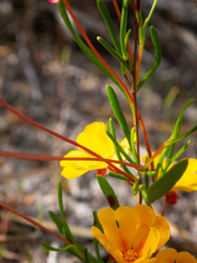 Hibbertia stellaris