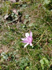 Scorzonera rosea