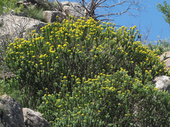 Euryops tysonii
