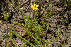 Oxalis perennans