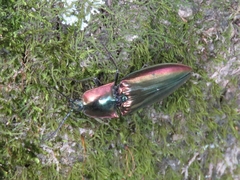 Campsosternus auratus