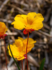 Hibbertia stellaris