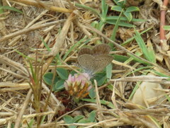 Zizeeria knysna