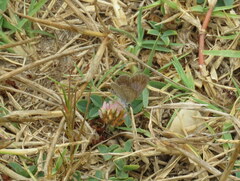 Zizeeria knysna