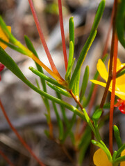 Hibbertia stellaris