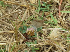 Zizeeria knysna