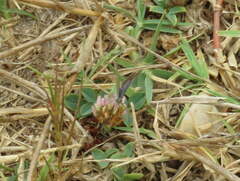 Zizeeria knysna