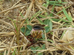Zizeeria knysna