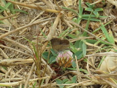 Zizeeria knysna