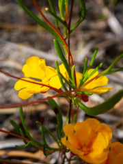 Hibbertia stellaris