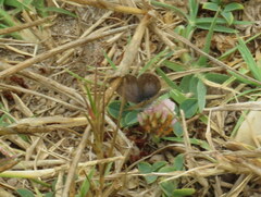 Zizeeria knysna