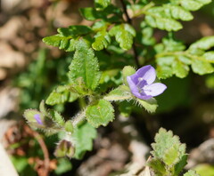 Veronica calycina