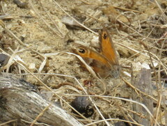 Pyronia cecilia
