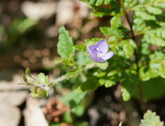 Veronica calycina