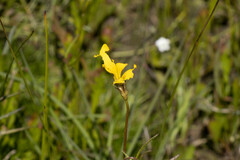 Goodenia pinnatifida