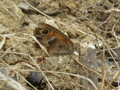 Pyronia cecilia