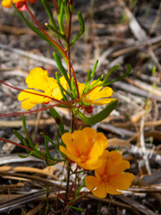 Hibbertia stellaris