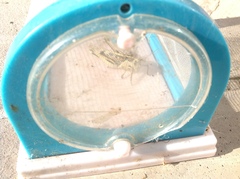 Acanthacris ruficornis