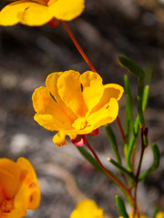 Hibbertia stellaris