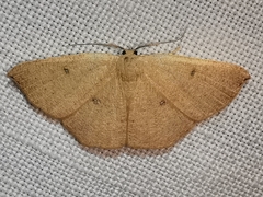 Cyclophora puppillaria