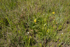 Goodenia pinnatifida