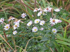 Symphyotrichum novi-belgii