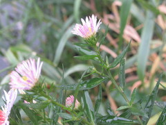 Symphyotrichum novi-belgii